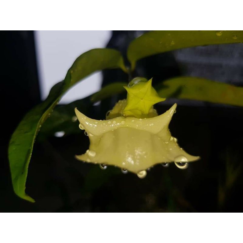 Hoya sammaniana sp