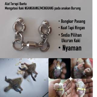 Jontrot Kareo Alat Pikat Burung Ruak2 Kareo Ayam2an Shopee