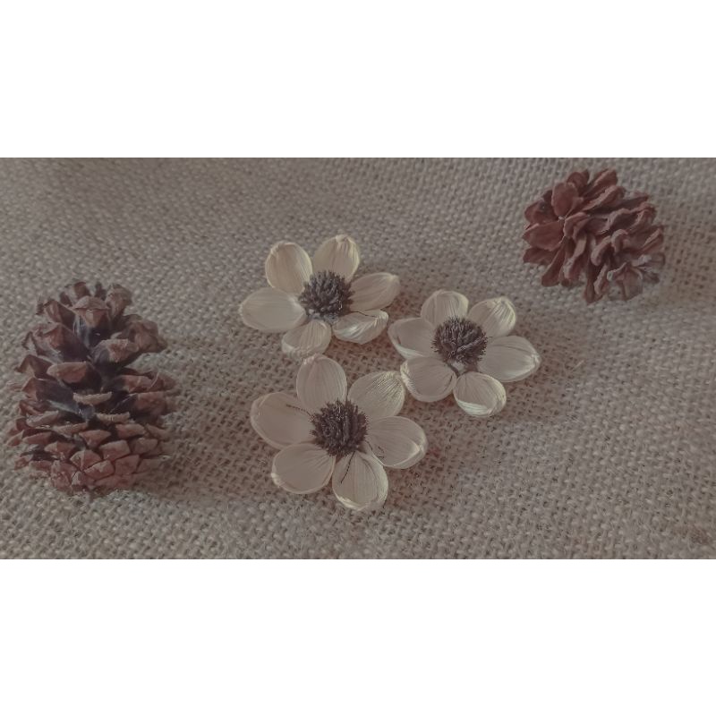 Bunga Klobot Jagung Teratai