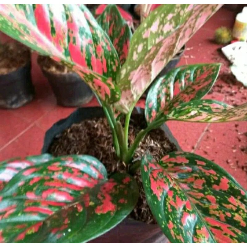 Aglonema venus dewasa warna jreng