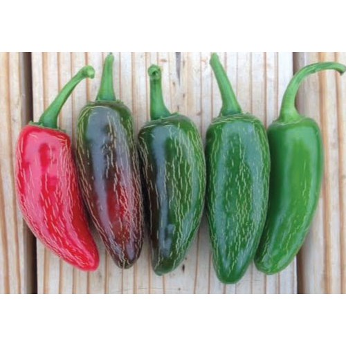 Benih-Bibit Cabe Jalapeno Early (Haira Seed)