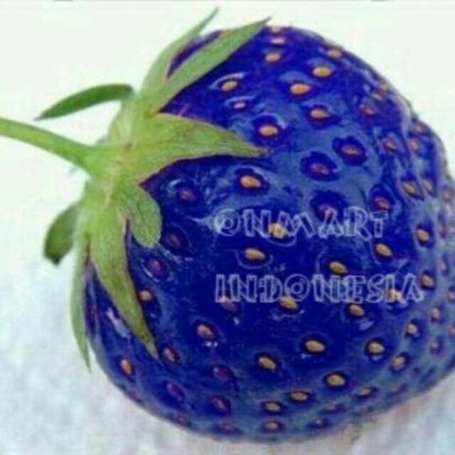 25 biji Benih blue strawberry biru langka unik import