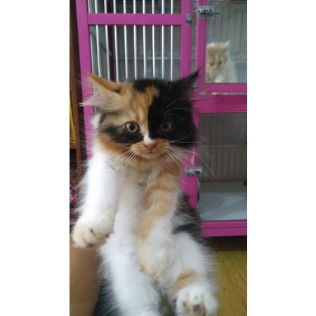 kucing calico betina