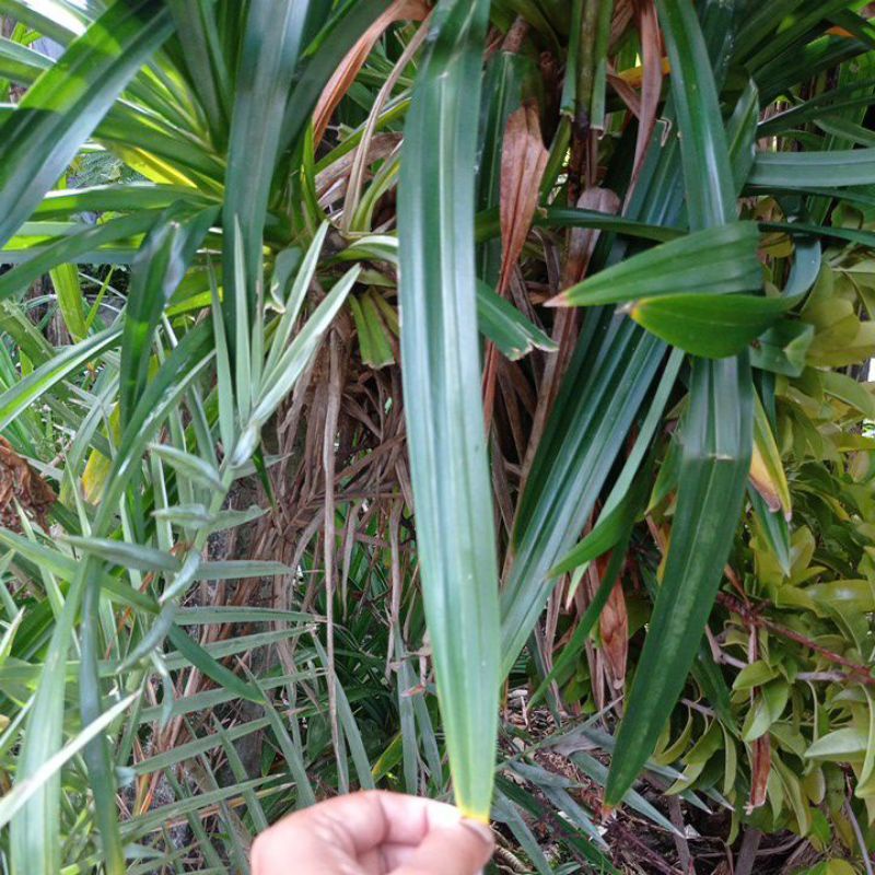 

daun pandan segar