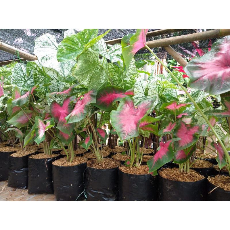 tanaman hias daun caladium / keladi pink