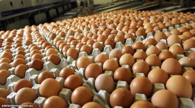

FreshPAK - Telur Ayam Negeri 1kg Original / Ikat Pakai Tray Aman