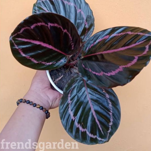 Tanaman Hias calathea Black lipstik - Calathea black lipstik