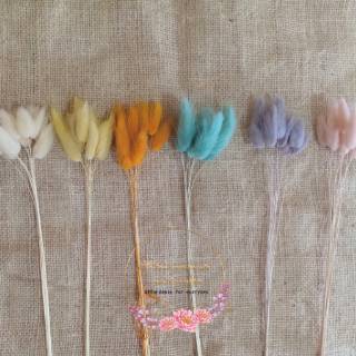  IMPORT Preserved Bunny  tail warna pastel bunga  kering 