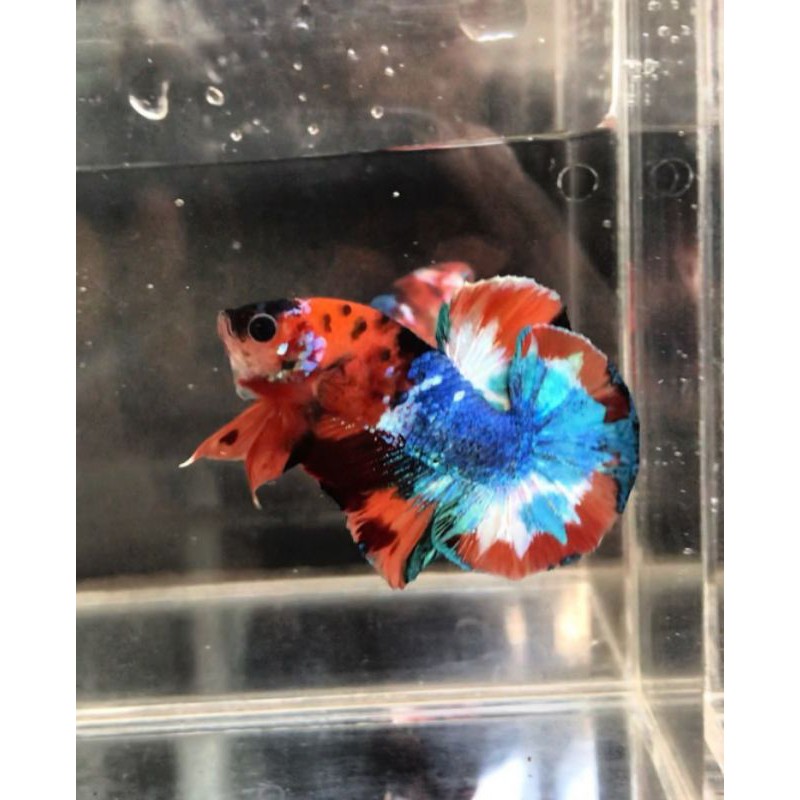 Anakan / Bahanan Ikan cupang hias Koi / Nemo galaxy multi colour #006