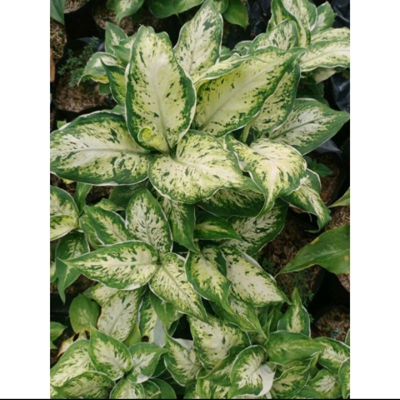 Bunga Aglonema Diven Lukisan Cinta