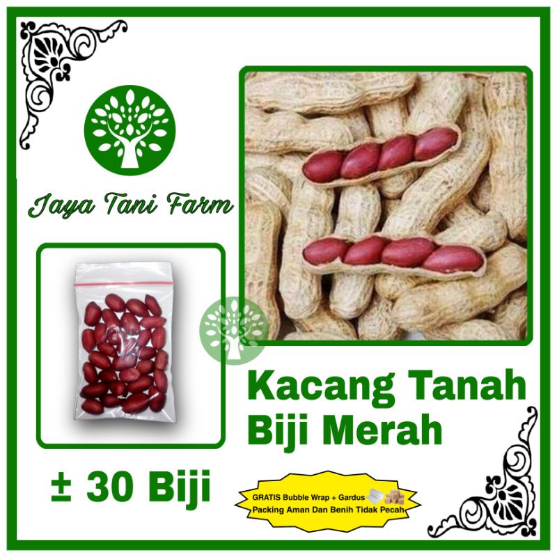 Jual 30 Biji Benih Kacang Tanah Kulit Merah Super Hibrida Red Skin