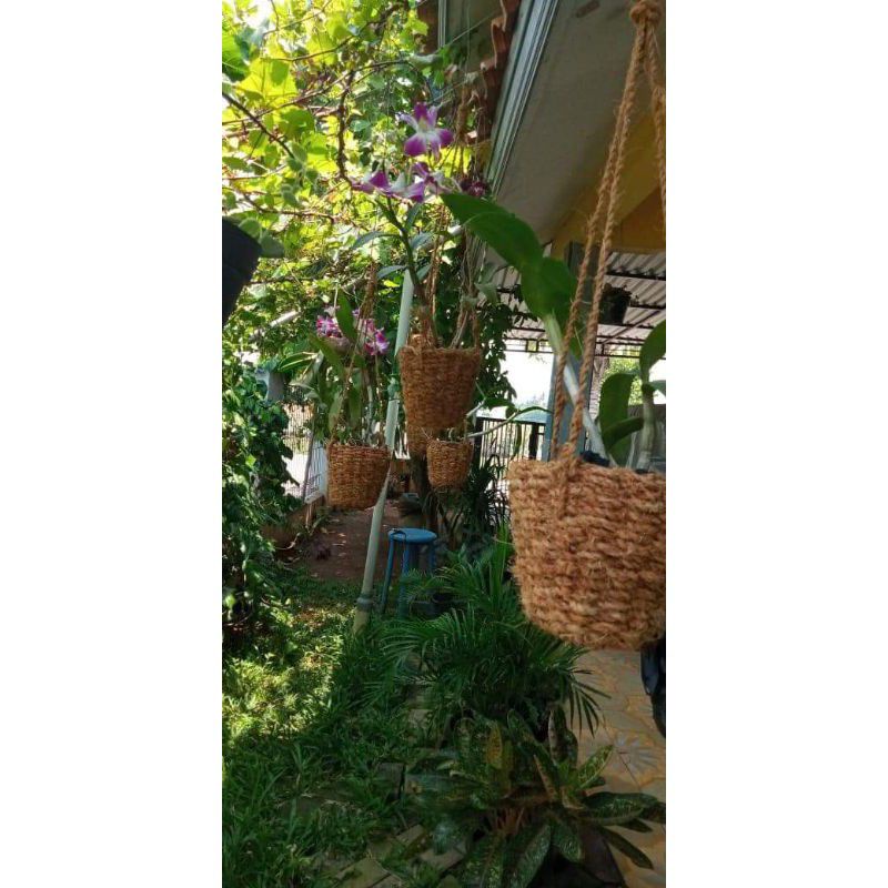 pot gantung anggrek pot gantung pot anggrek pot tanaman unik