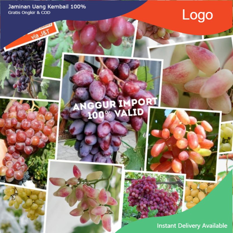 BIBIT ANGGUR IMPORT, BIBIT ANGGUR IMPORT KUALITAS SULTAN