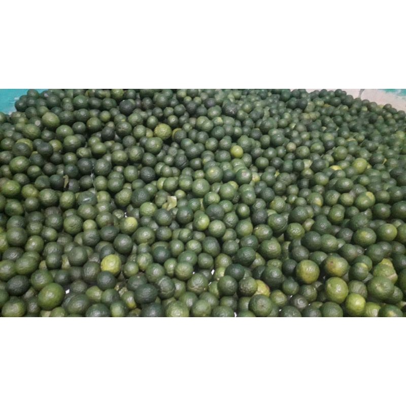 

Jual Jeruk limo Majalengka Segar_Jeruk limo bang ade joe_ Jeruk limo Viral 2022