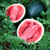 Benih Bibit Biji - Watermelon Sugar Baby Semangka Fruit Seeds - IMPORT