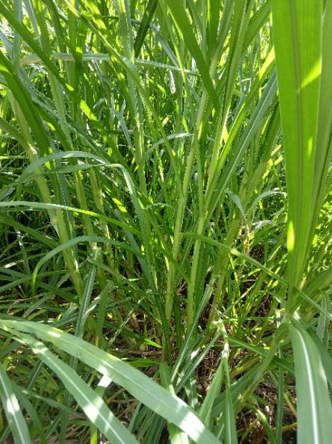 Rumput napier pakchong