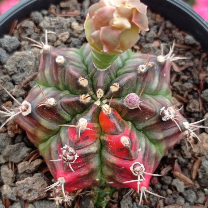 gymnocalycium t31115 KAKTUS SUKULEN TANAMAN HIAS