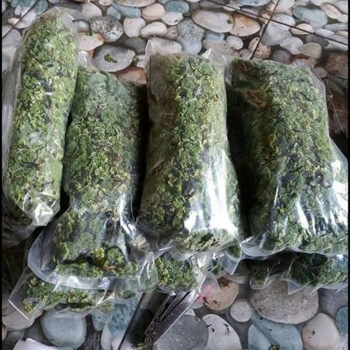 PCR Bibit Azolla microphylla 250 gram per bungkus pakan alternatif