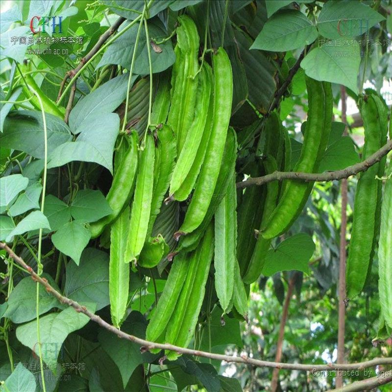 2 Biji - Benih Biji Kacang Kecipir