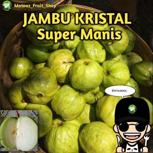 

Jambu Kristal Manis