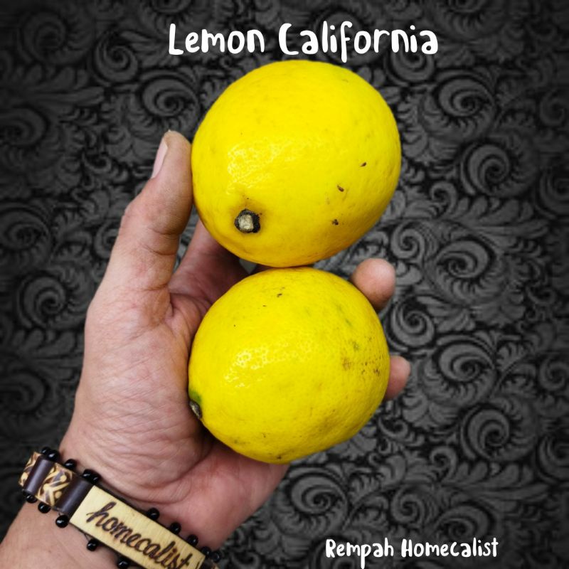 Jeruk Lemon Segar