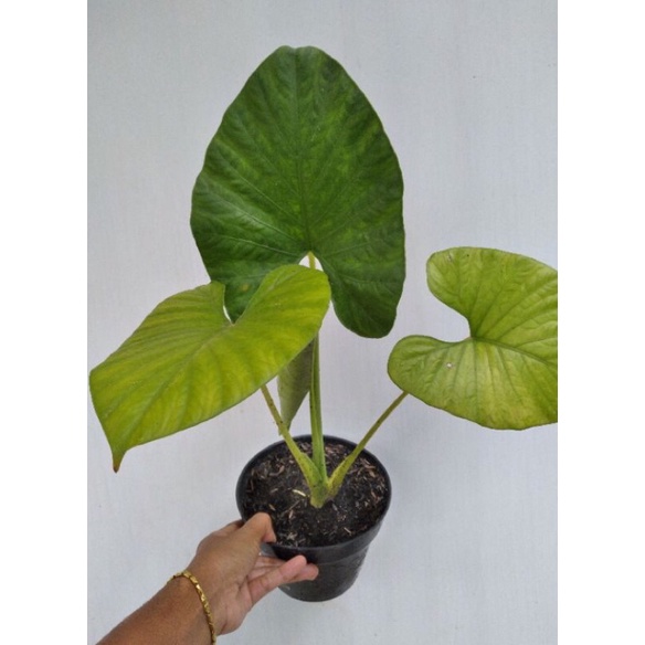 Alocasia Alba