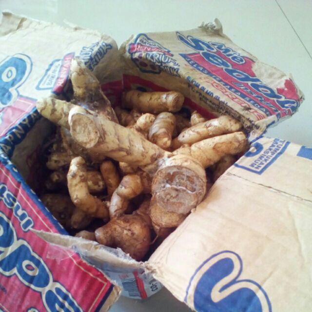 1 Kg Temu Putih 100% Organik Dari Hutan  Curcuma Zedoaria Segar