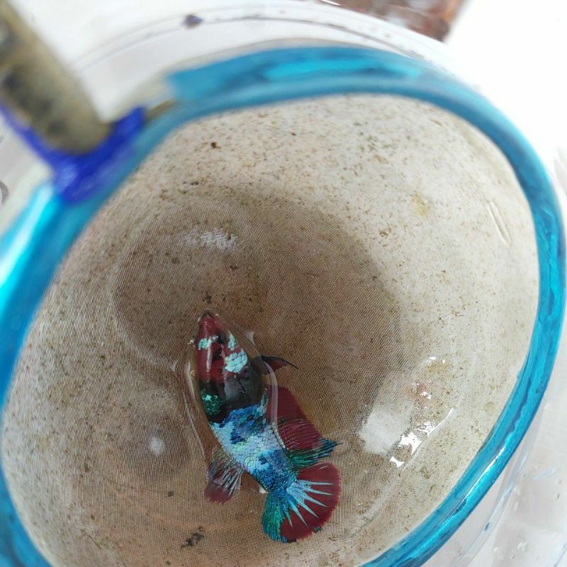 Female Cupang Betins Red Koi Galaxy Multi GRADE