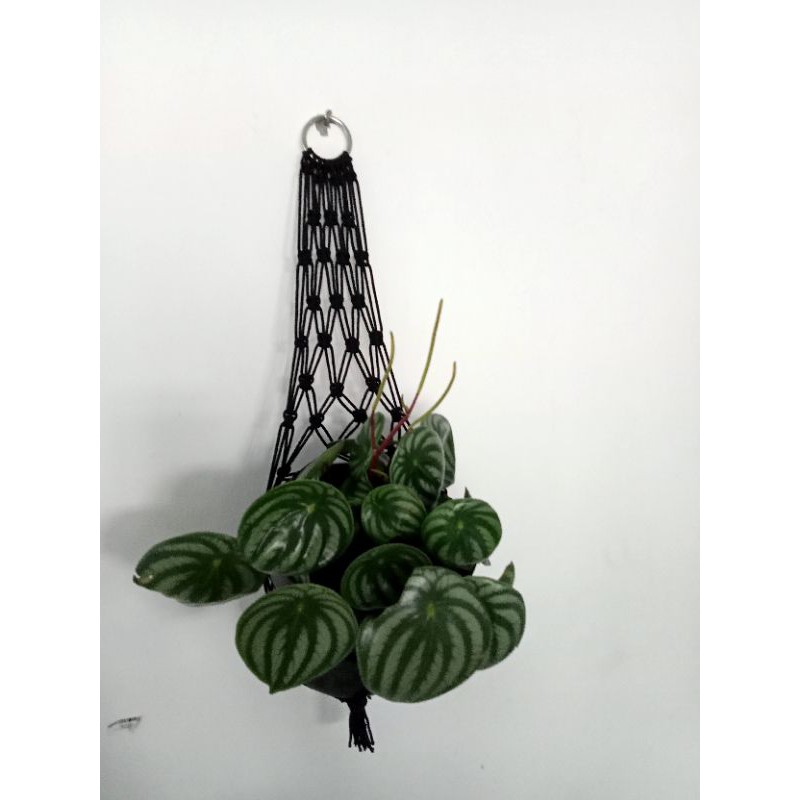 tali pot gantung / gantungan pot dinding /hiasan dinding premium /makrame gantungan pot tali kur