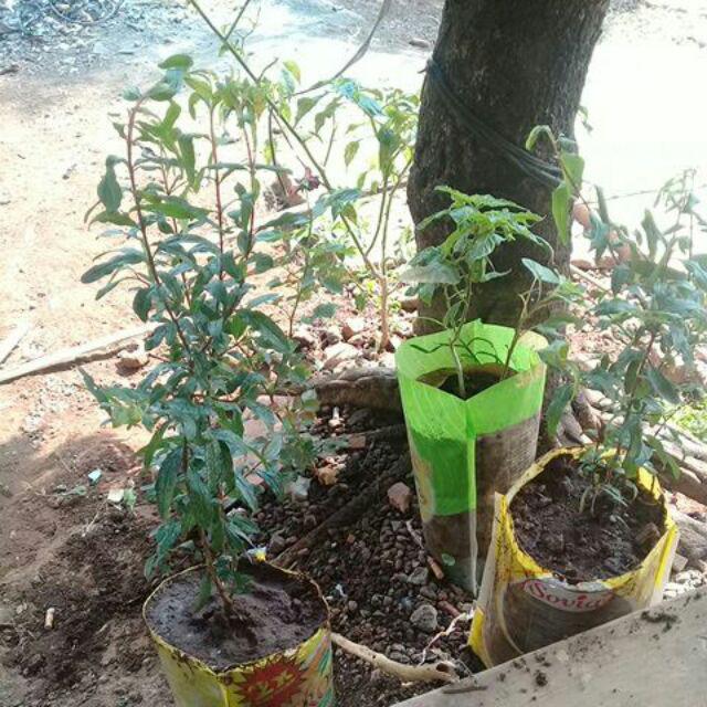 Diskon Pahe 3 Bibit Buah Delima Merah Hitam Dan Putih.