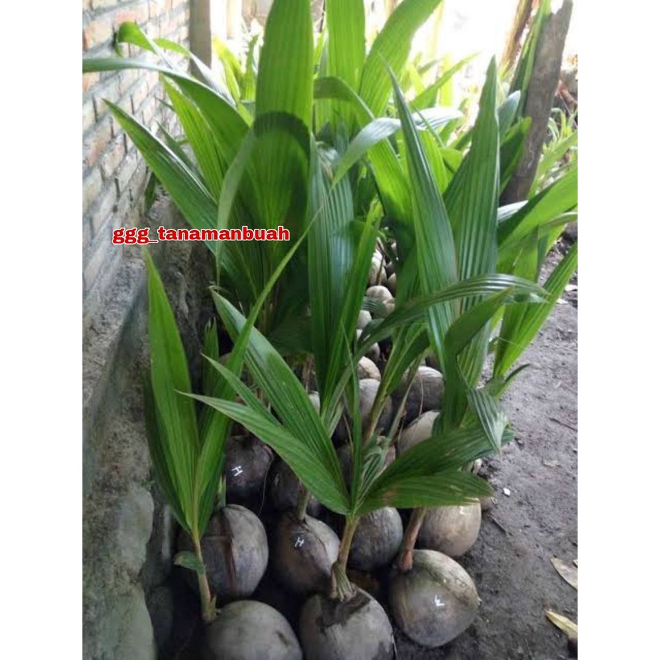 Bibit Kelapa Wulung Asli Super Unggul