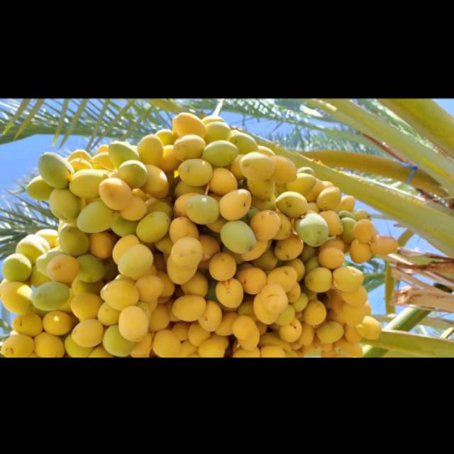 

Kurma muda barhee