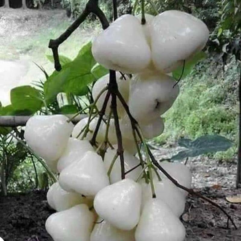 bibit jambu air putih manis
