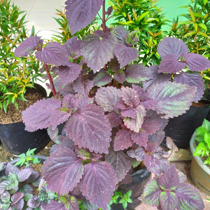 miyana herbal,tanaman herbal miyana ungu,daun miyana ungu