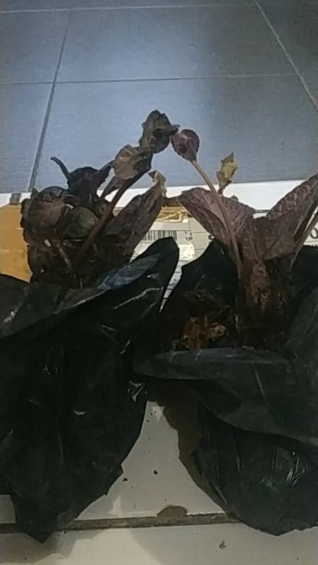 Tanaman Hias Gantung Episcia Merah / Episia Bludru Merah