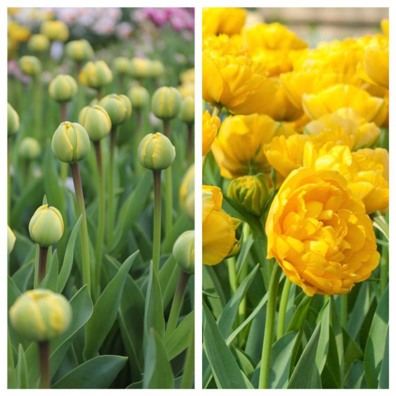 umbi Bunga Bibit Tulip Yellow Pomponette Asli