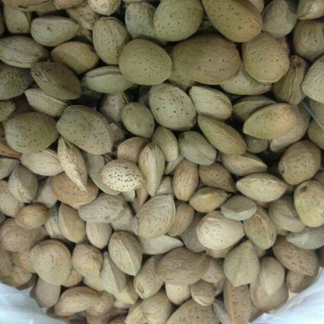 

Biji Keutapang yang belum dikupas 250 gr