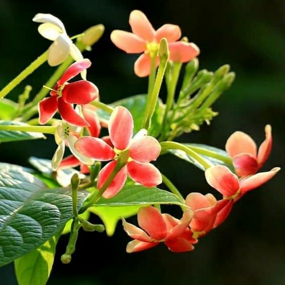 tanaman hias hidup merambat menjuntai bunga melati Belanda Nadia Taman