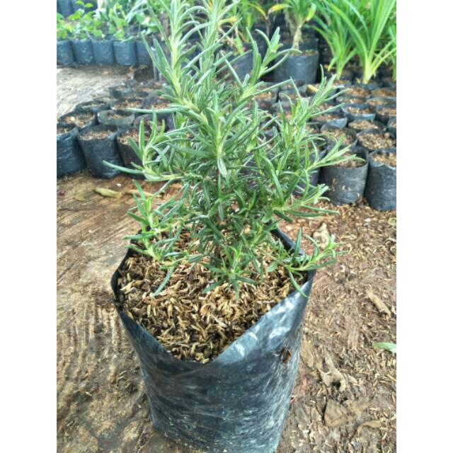 Pohon rosemary  Tanaman  rosemary  pengusir  nyamuk  Shopee 