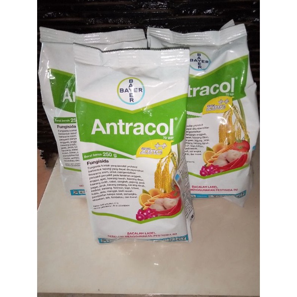 Fungisida Antracol Obat Jamur Pada Tanaman