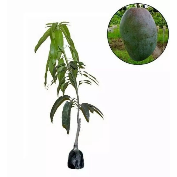 Bibit Mangga Harum Manis  Pohon Mangga Bibit Buah Mangga Harum Manis