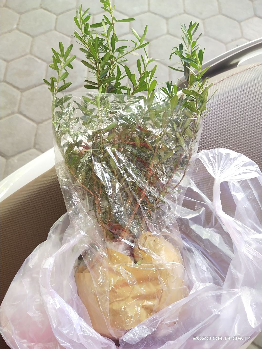 Bahan Bonsai Boksus / Buxus / Boxus