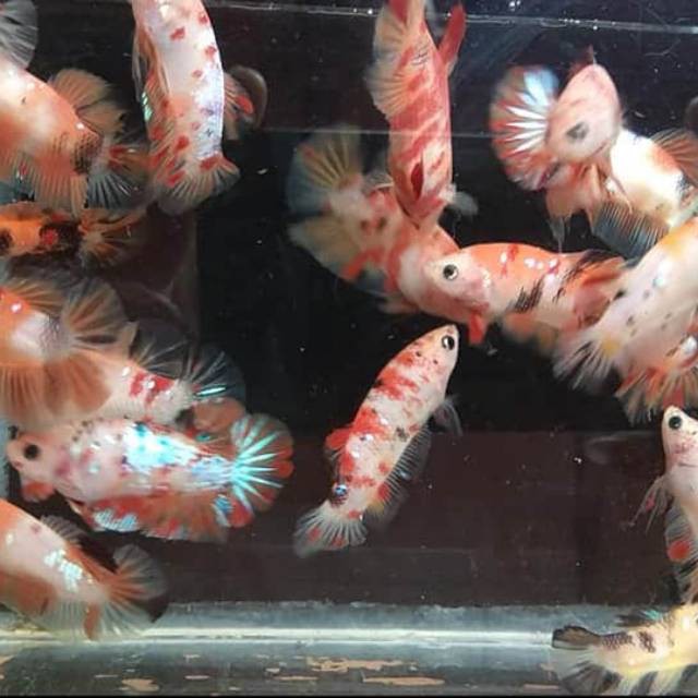 ikan cupang hias nemo multi koi galaxy