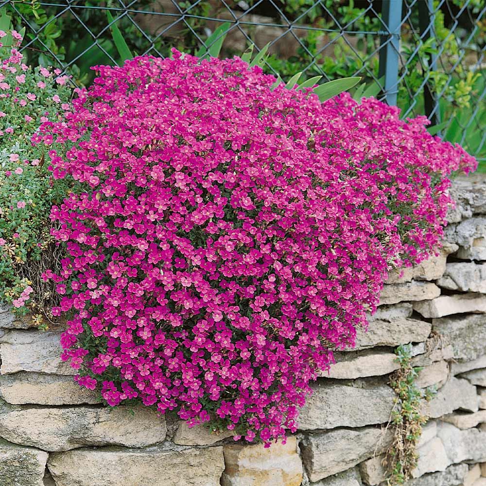 Benih Bibit Biji - Aubrieta Cascade Mixed (Aubrieta x cultorum) Flower Seeds - IMPORT