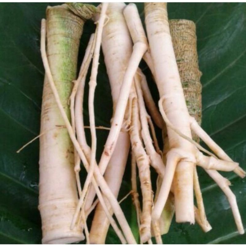 

akar pepaya gandul atau pepaya jantan segar 1,KG