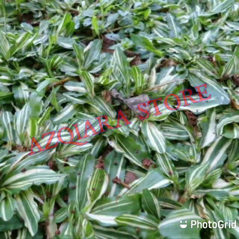 RUMPUT GAJAH MINI PUTIH VARIGATA