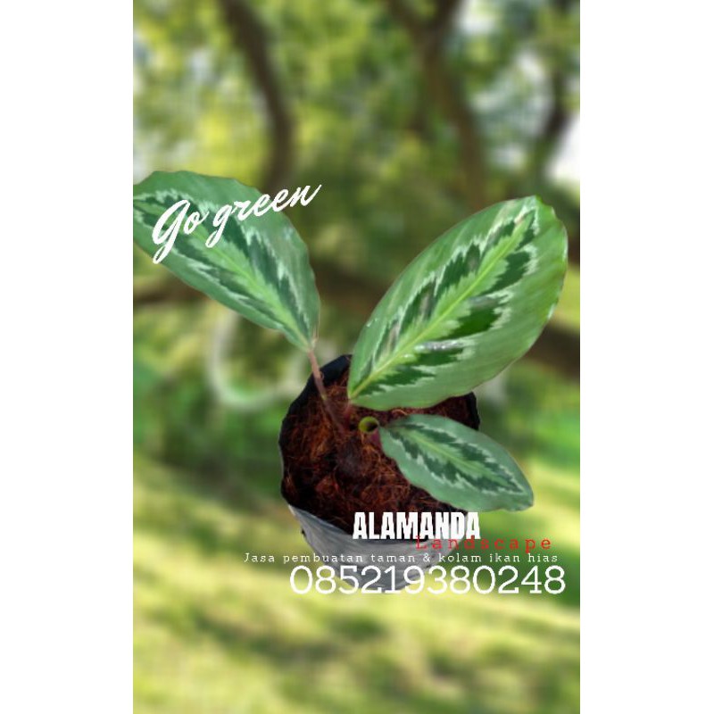 Calatea medalion, Calathea medalion, Tanaman hias calatea, Tanaman hias Calathea medalion