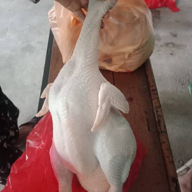 

Ayam Merah ( Petelur ) UK 2 kg ( UK Hidup)