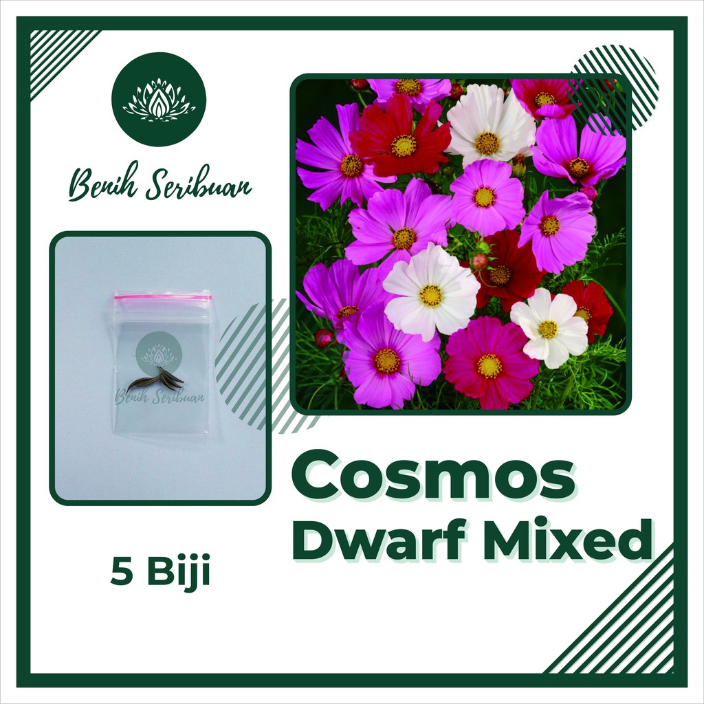 Bibit Bunga : 5 Benih Bunga Cosmos Dwarf Mix Tanaman Kenikir Mixed Premium Unggul Berkualitas Import