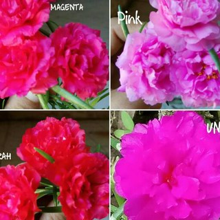 Paket Hemat Krokot  Mossrose tumpuk lokal  12 warna Shopee 